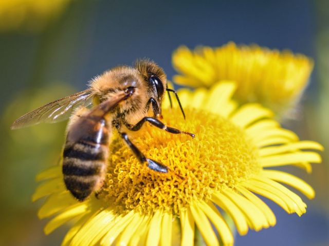 Bee