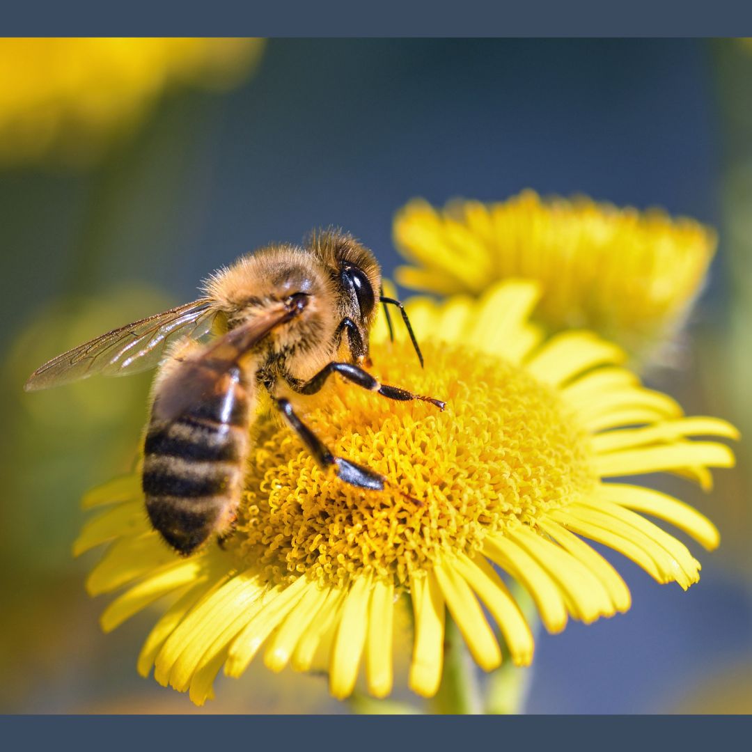 World Bee Day