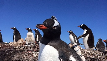 Penguin Cam