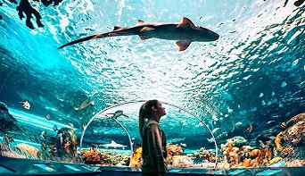 Ripley's Aquarium